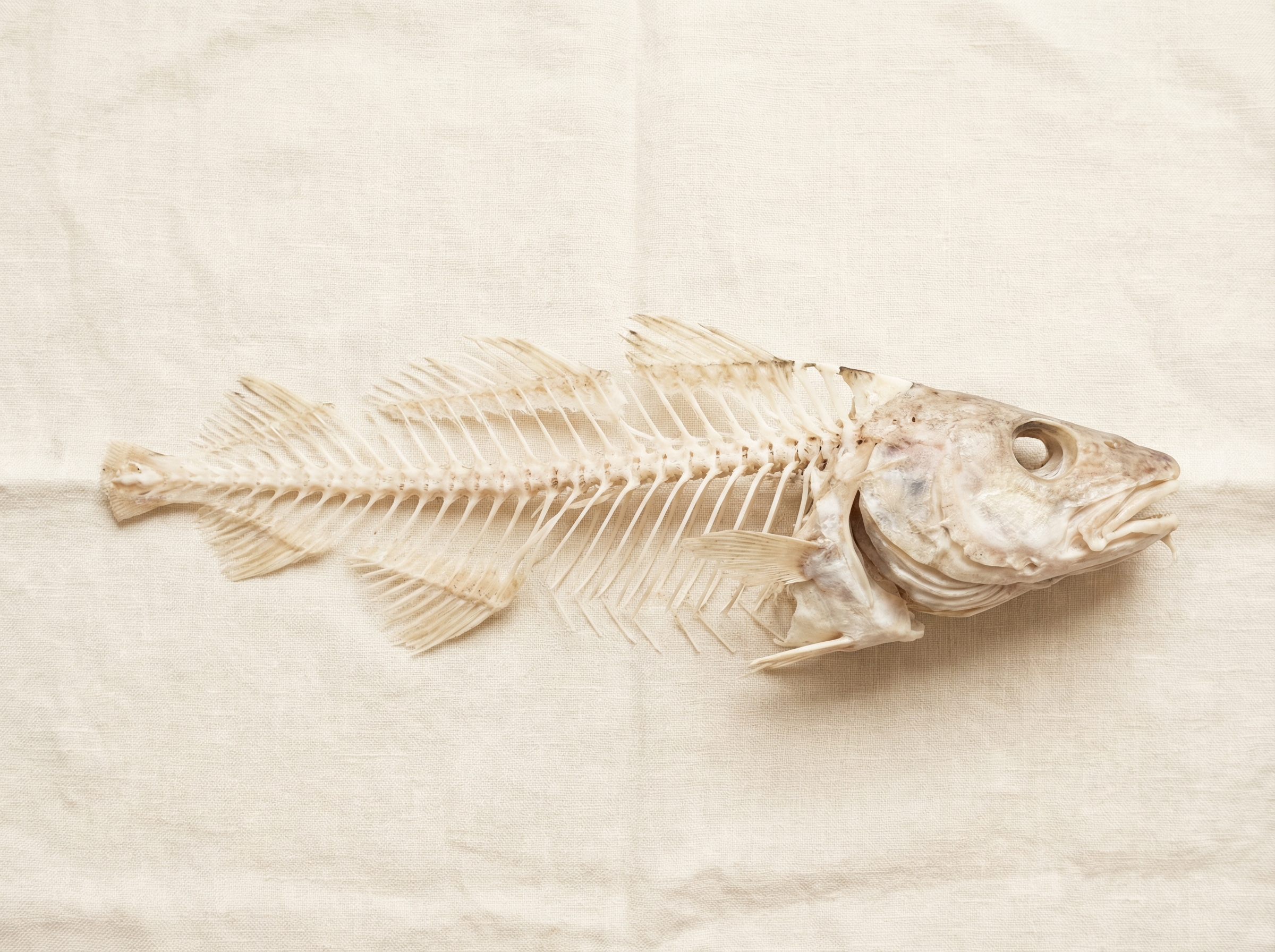 Fish bone skeleton – the raw material behind our collagen